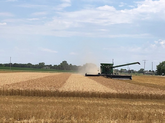 Wheat test plot 2020